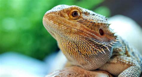 care bearded dragon